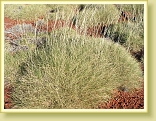 Pilbara 2008 106